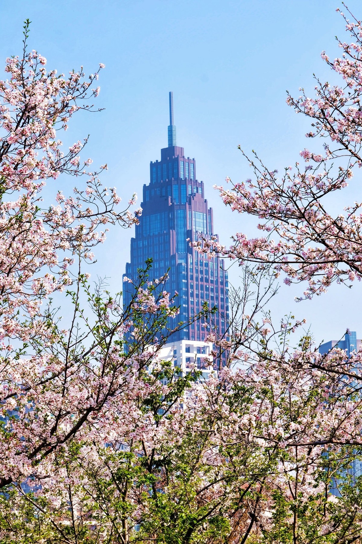 武汉市西北湖广场樱花季场景