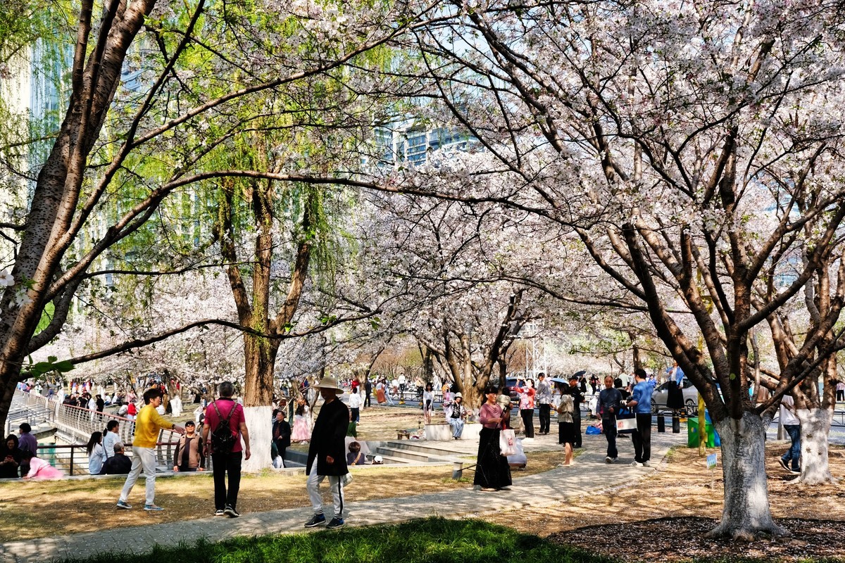 武汉市西北湖广场樱花季场景