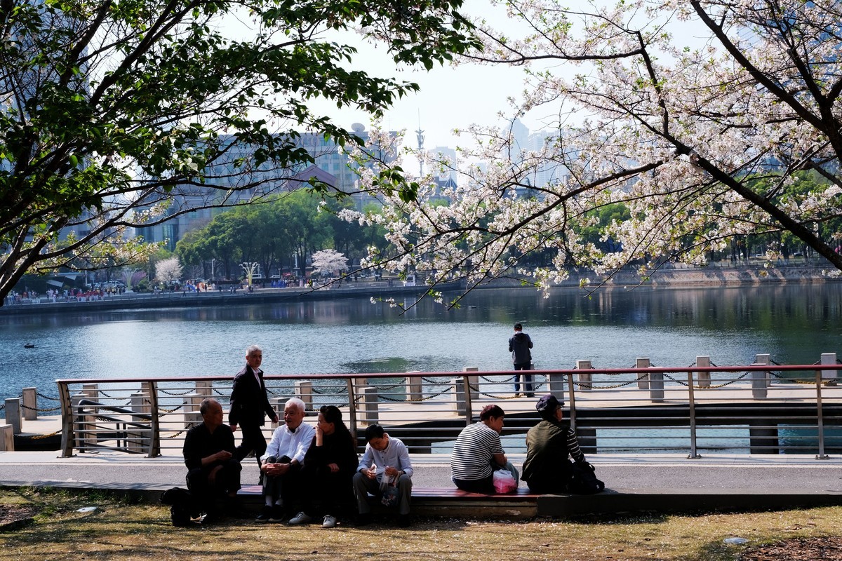 武汉市西北湖广场樱花季场景
