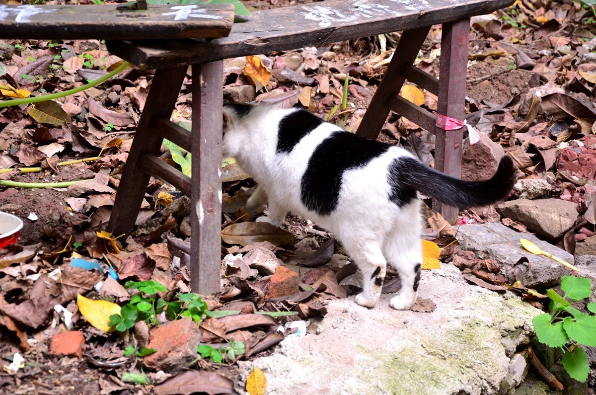 南岸马鞍山老宅区(一)