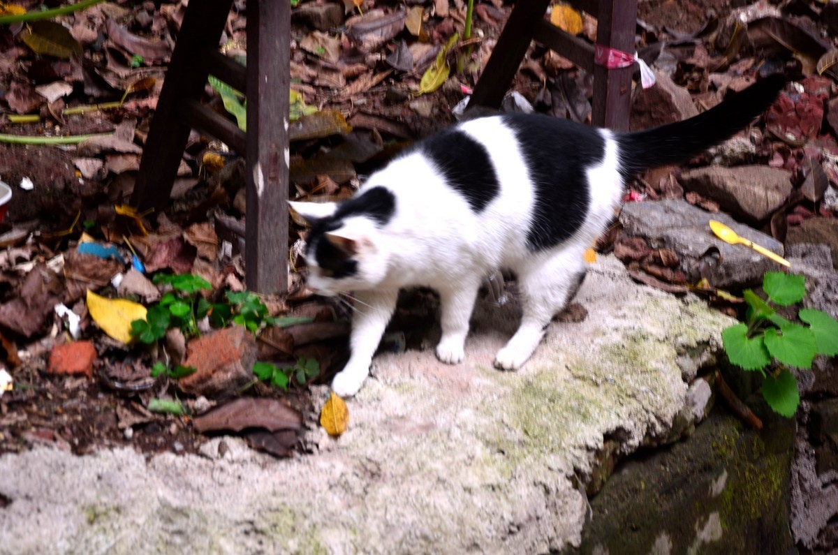 南岸马鞍山老宅区(一)