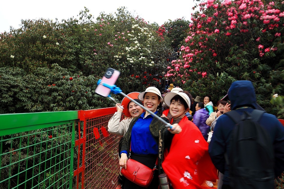 百里杜鹃拍游人