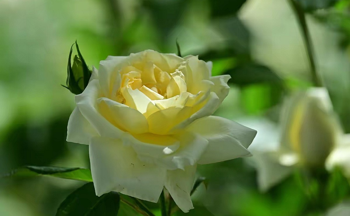 月季花--2