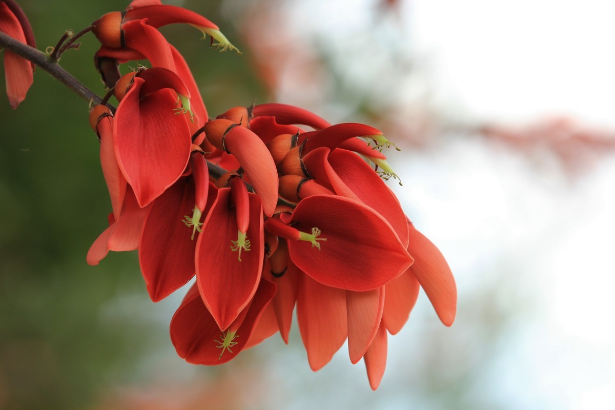 拍摄花卉一（592）