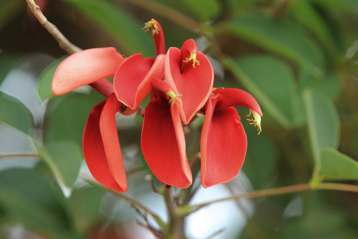 拍摄花卉一（592）