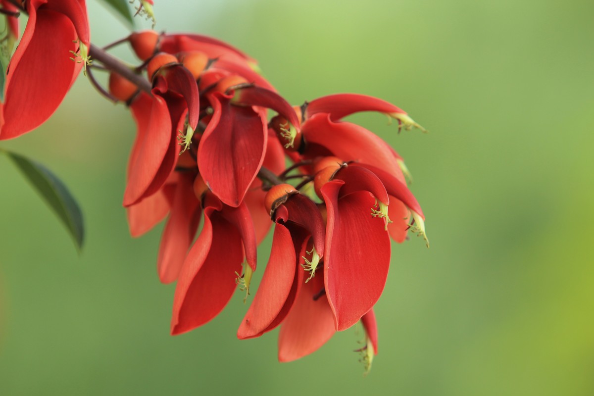 拍摄花卉一（592）