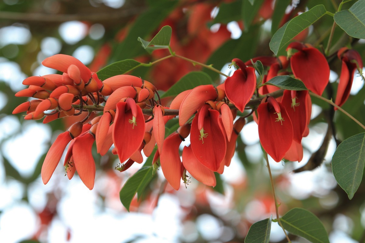 拍摄花卉一（592）