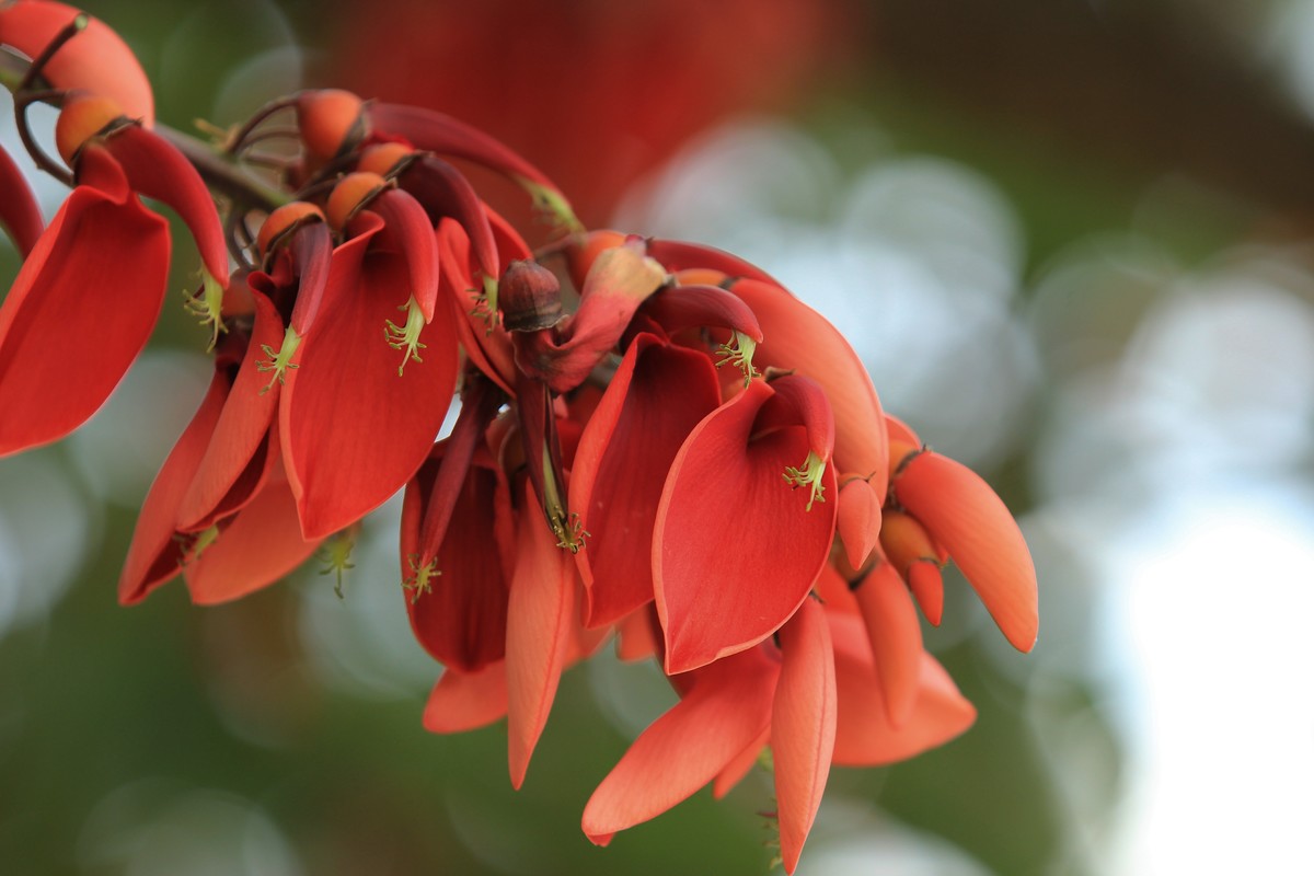 拍摄花卉一（592）