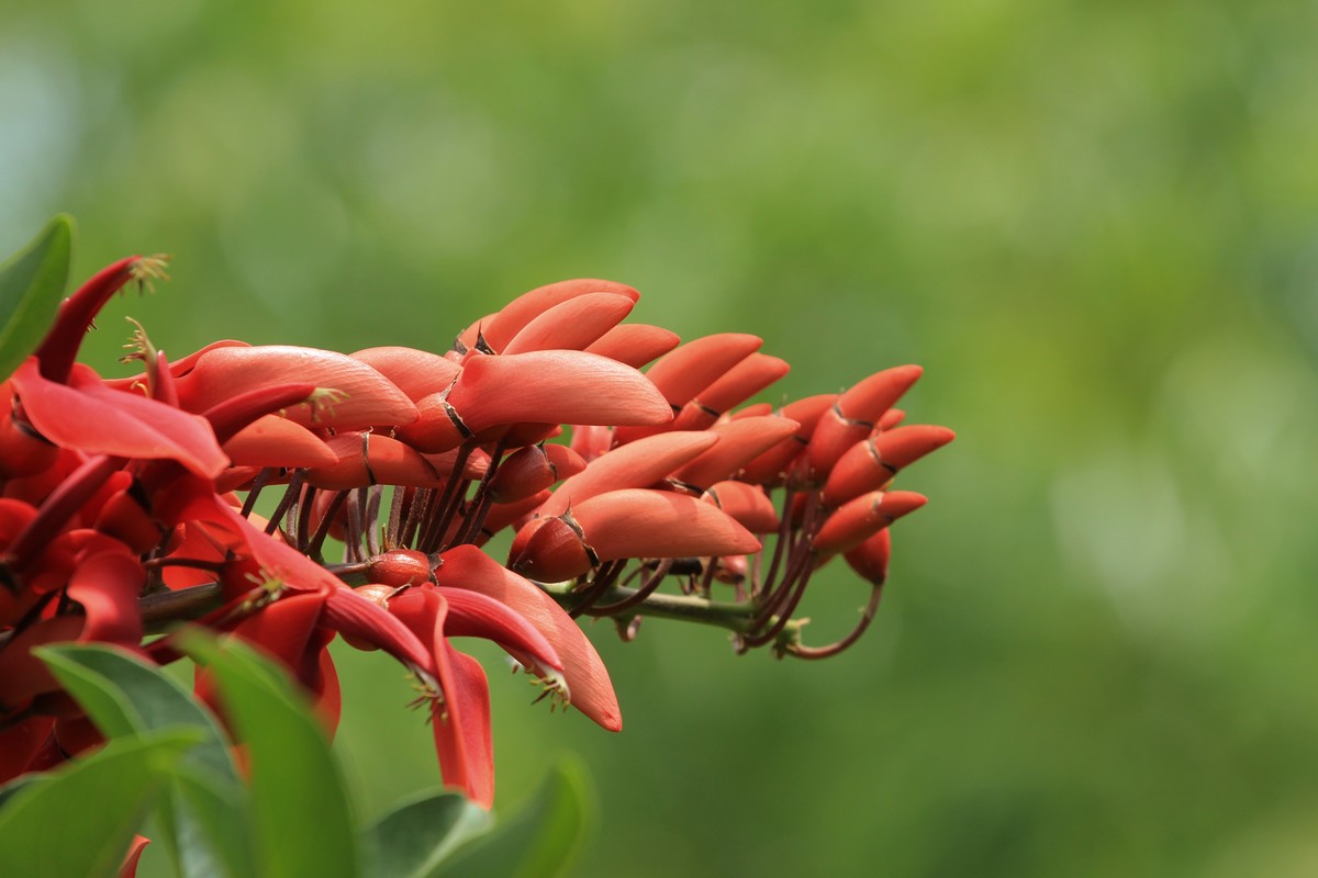 拍摄花卉一（592）