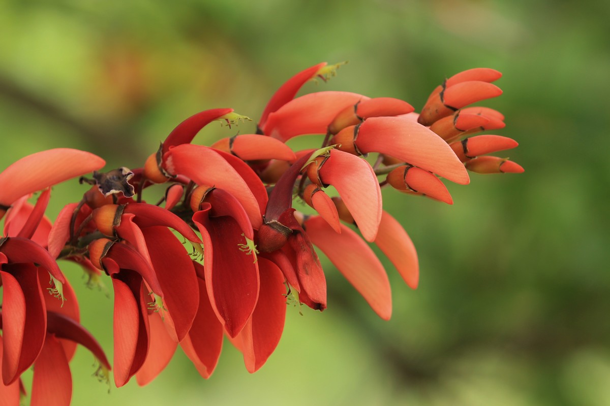 拍摄花卉一（592）