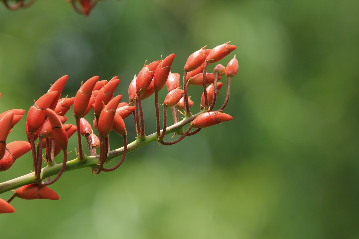 拍摄花卉一（592）