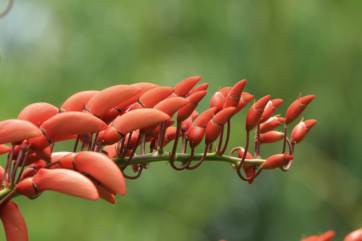 拍摄花卉一（592）