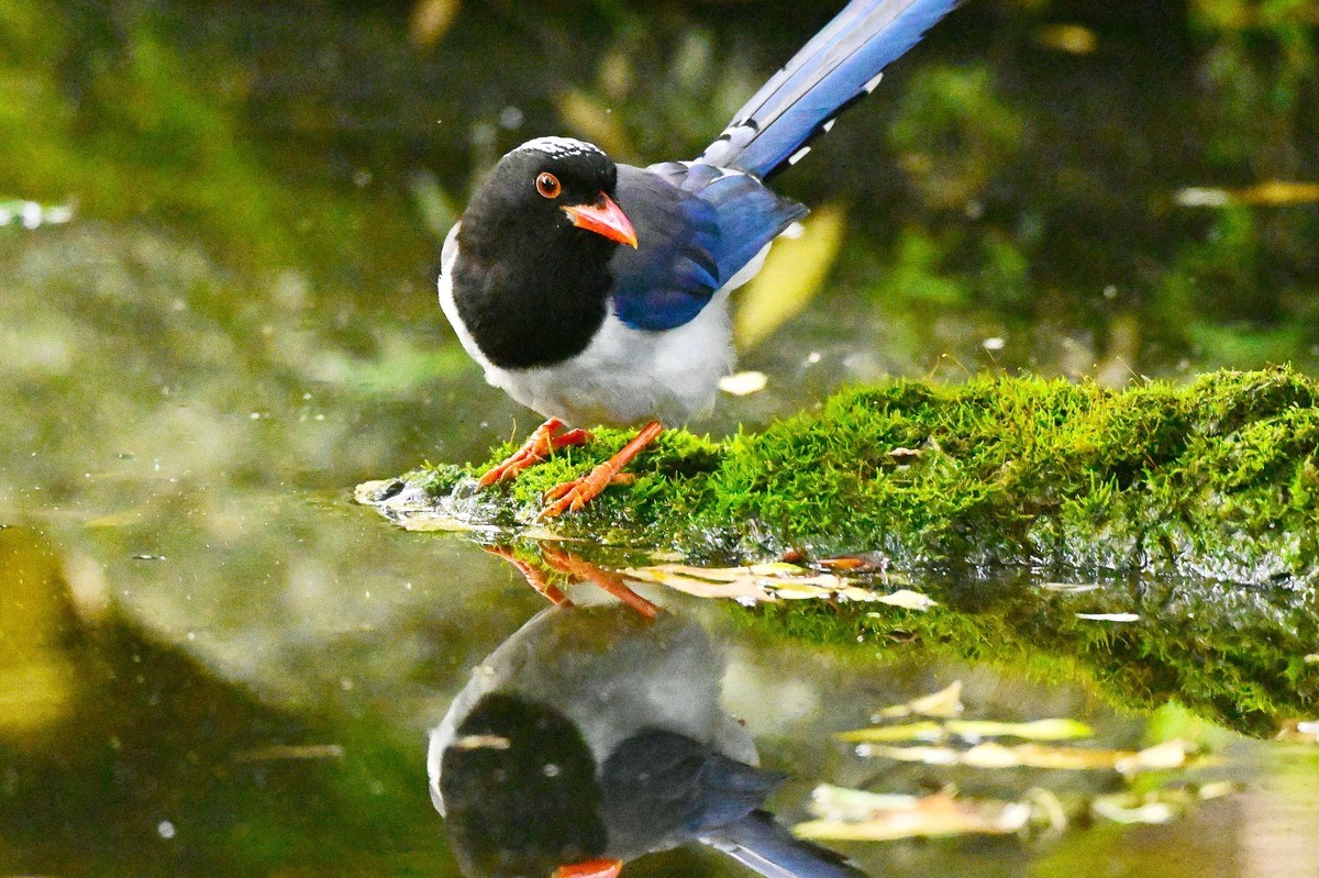 潇洒自如的红嘴蓝鹊