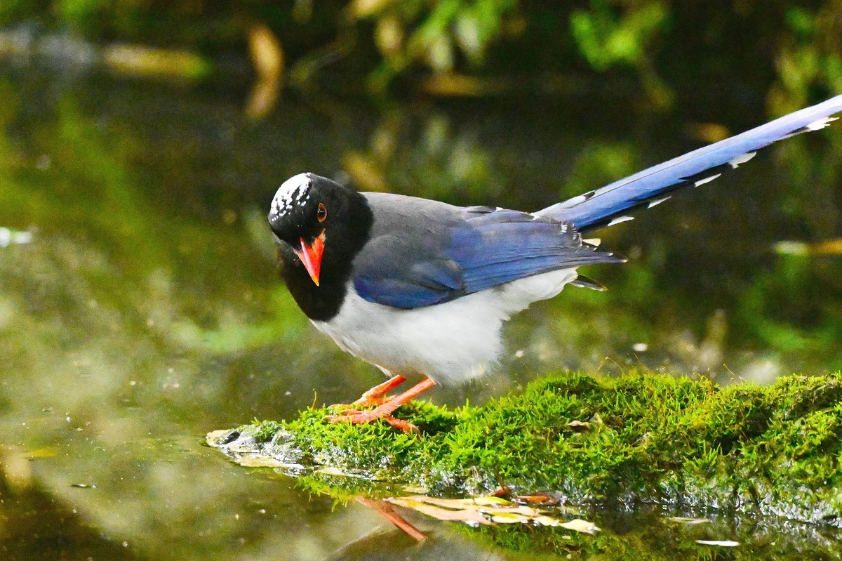 潇洒自如的红嘴蓝鹊