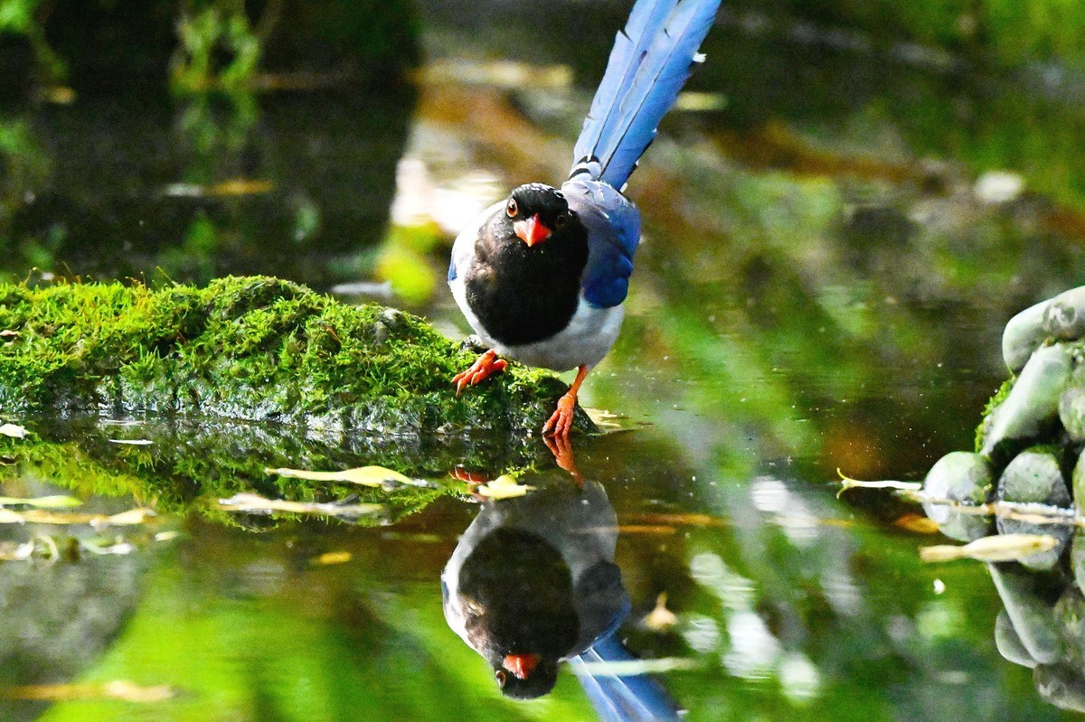 潇洒自如的红嘴蓝鹊