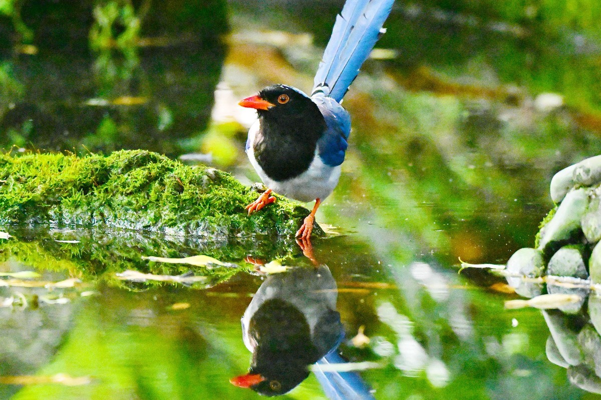 潇洒自如的红嘴蓝鹊
