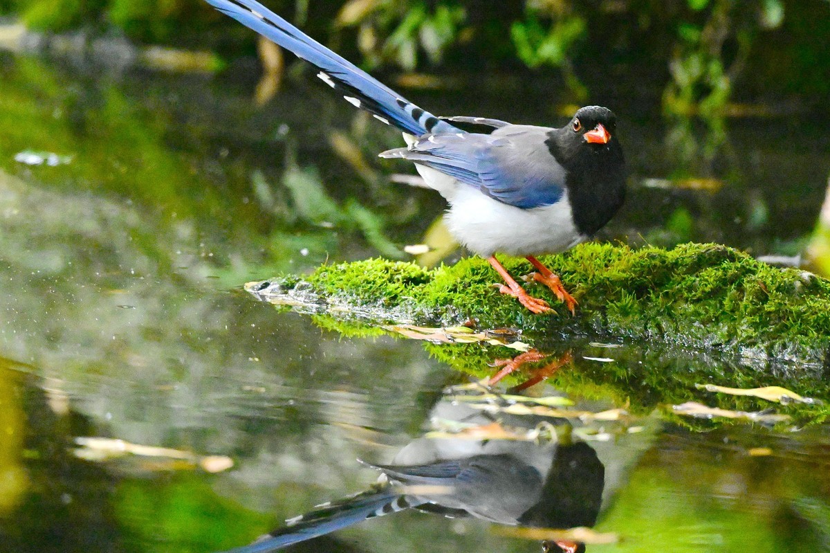 潇洒自如的红嘴蓝鹊