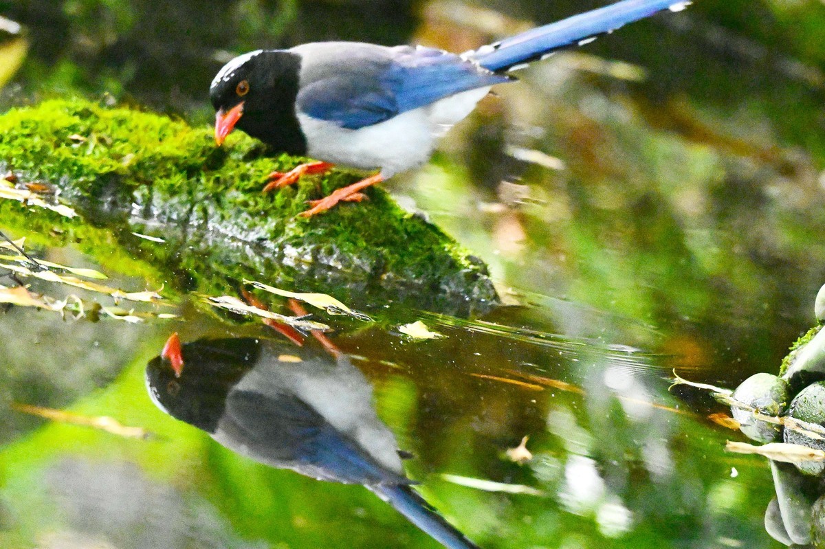 潇洒自如的红嘴蓝鹊