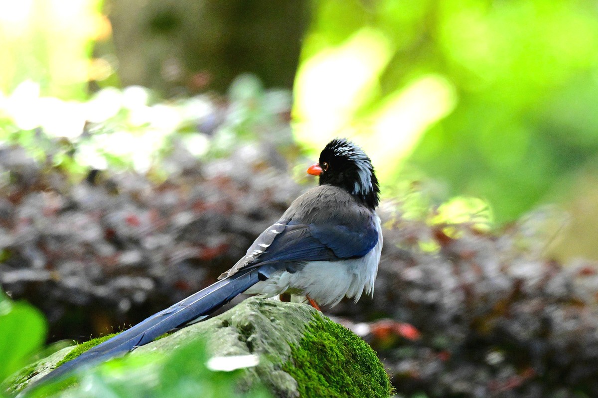 潇洒自如的红嘴蓝鹊