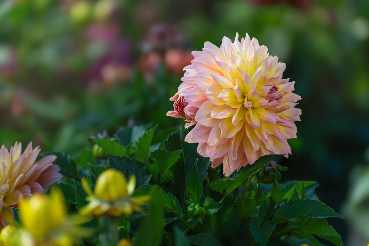 花卉什锦
