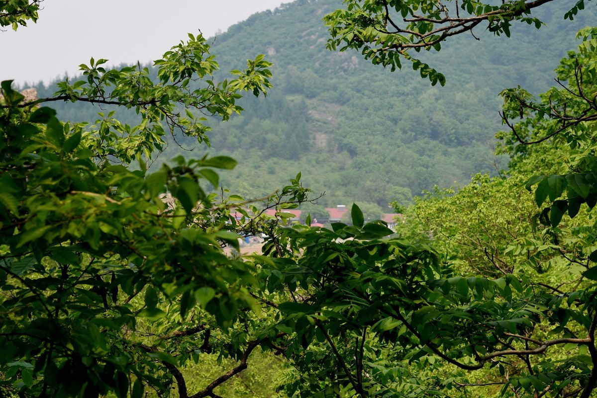 游拍庄河云盘谷（二）