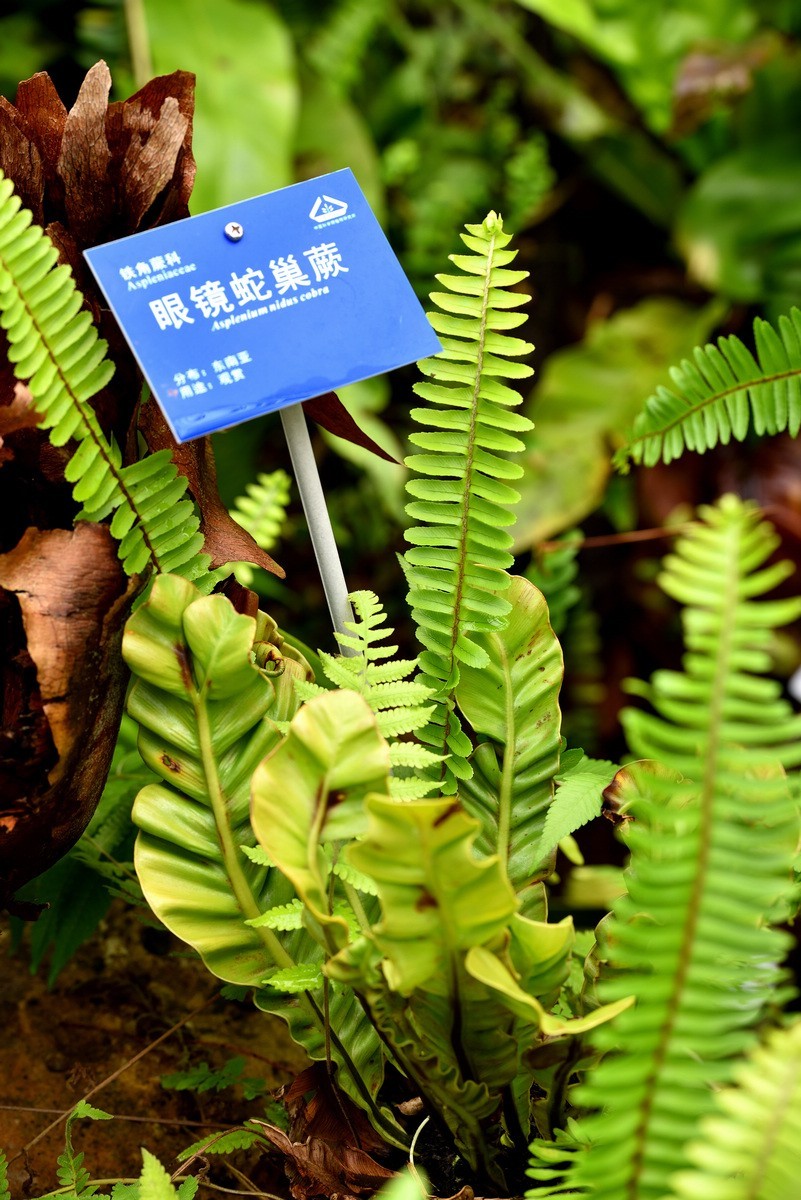 北京植物园南区温室看花     1/3