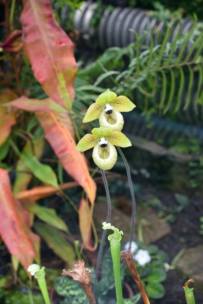 北京植物园南区温室看花     1/3