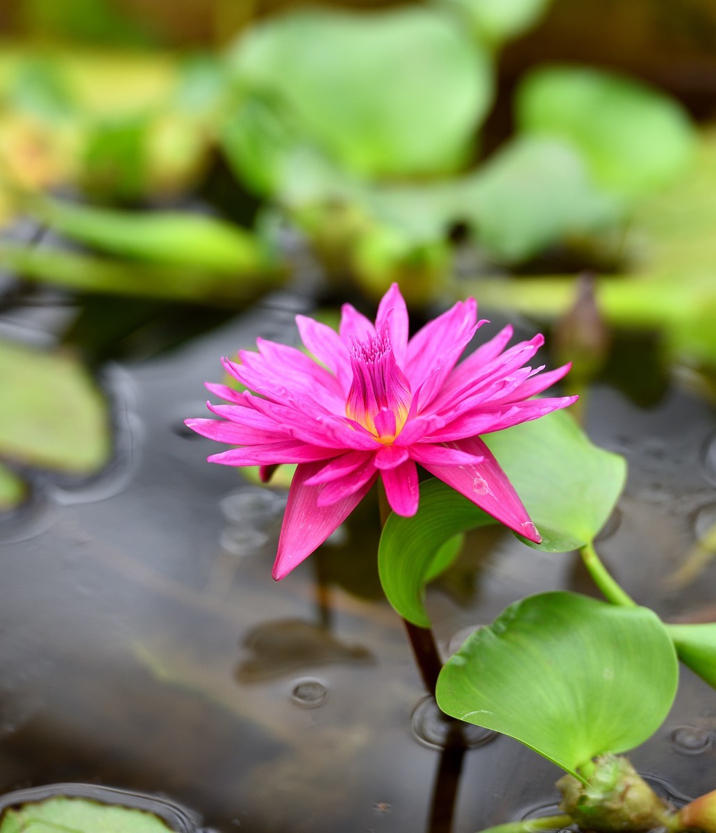 北京植物园南区温室看花     1/3