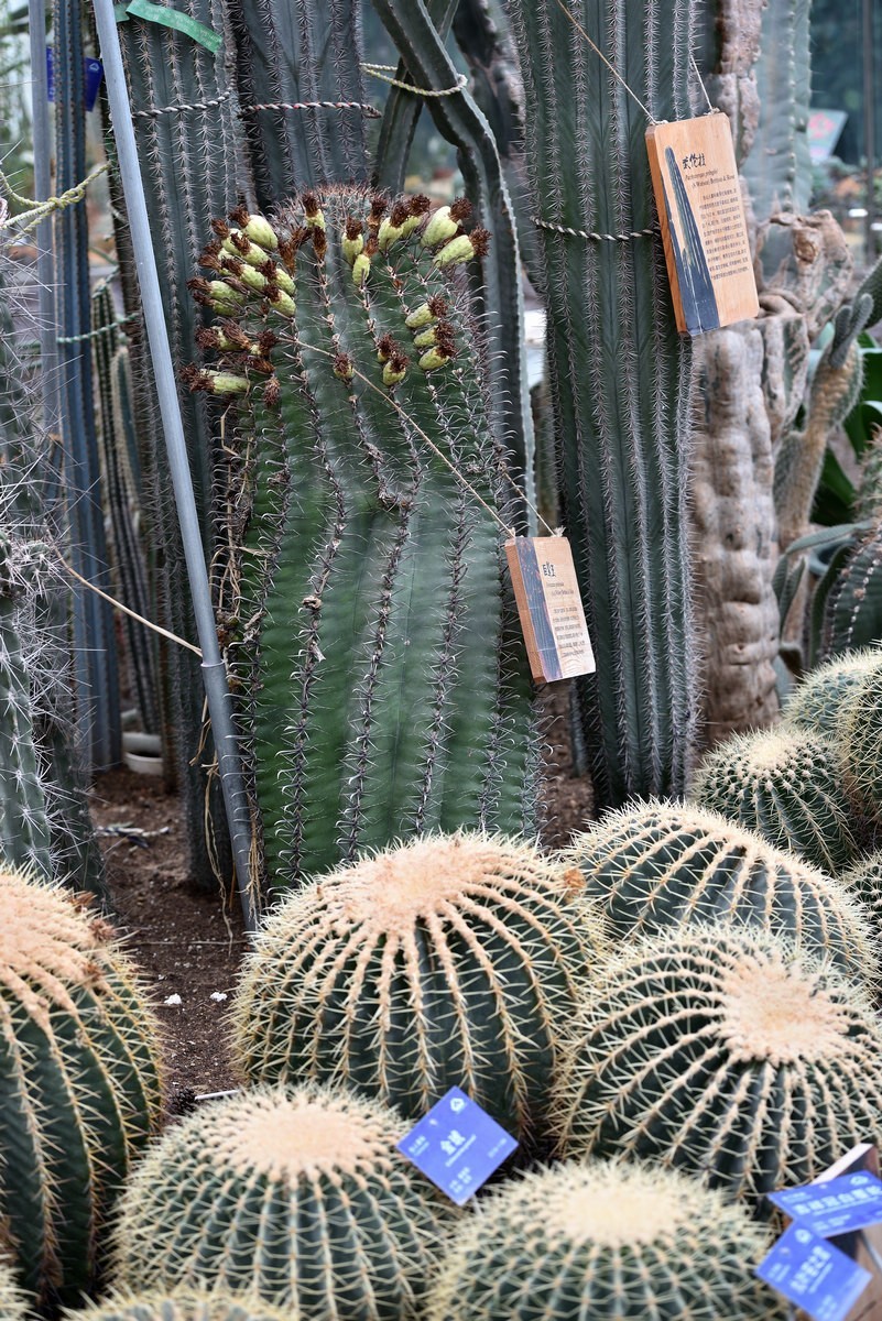 北京植物园南区温室看花     1/3