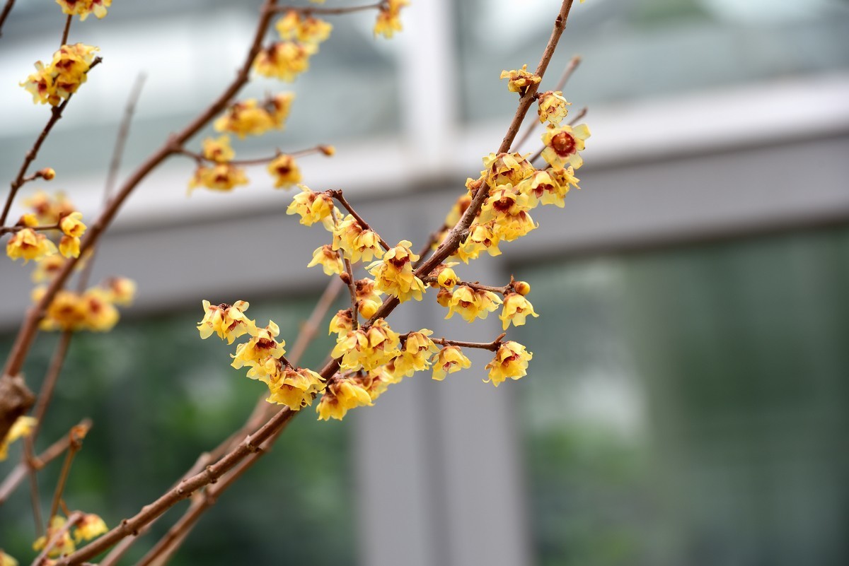 北京植物园南区温室看花     1/3