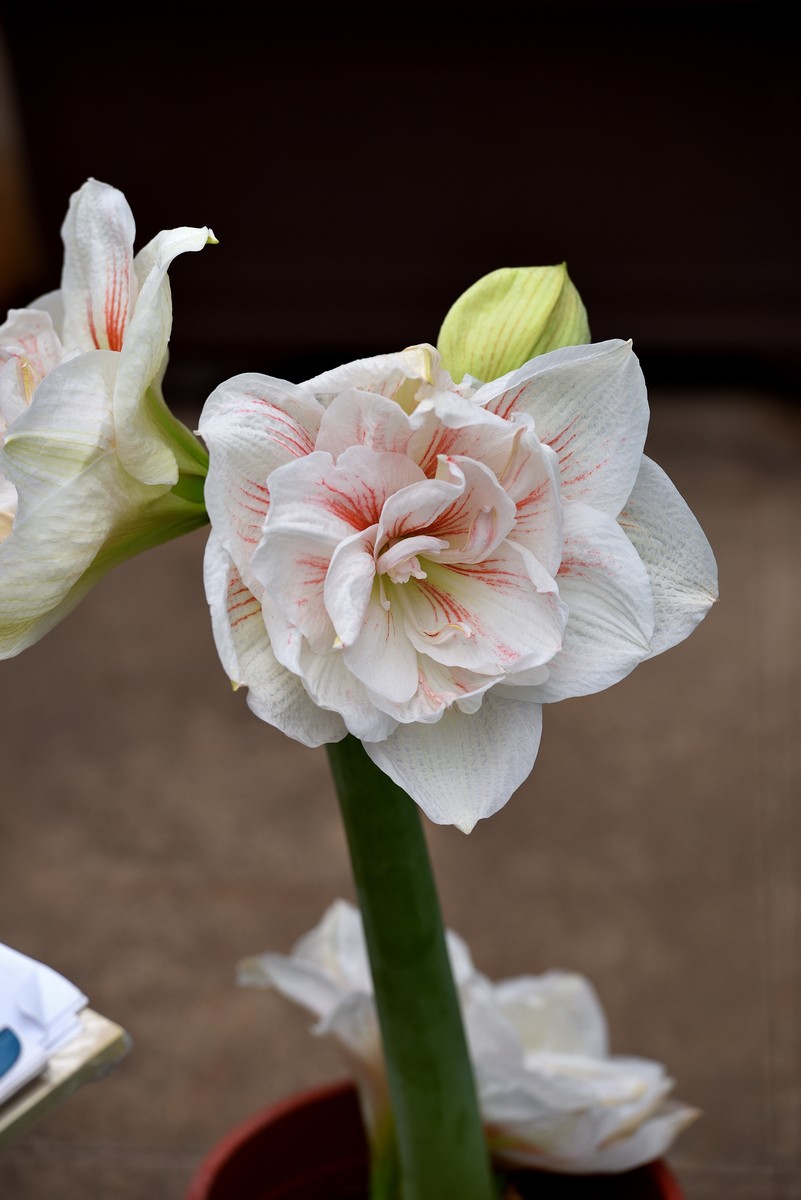 北京植物园南区温室看花     1/3