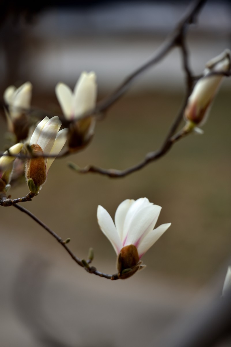 北京植物园南区温室看花     1/3