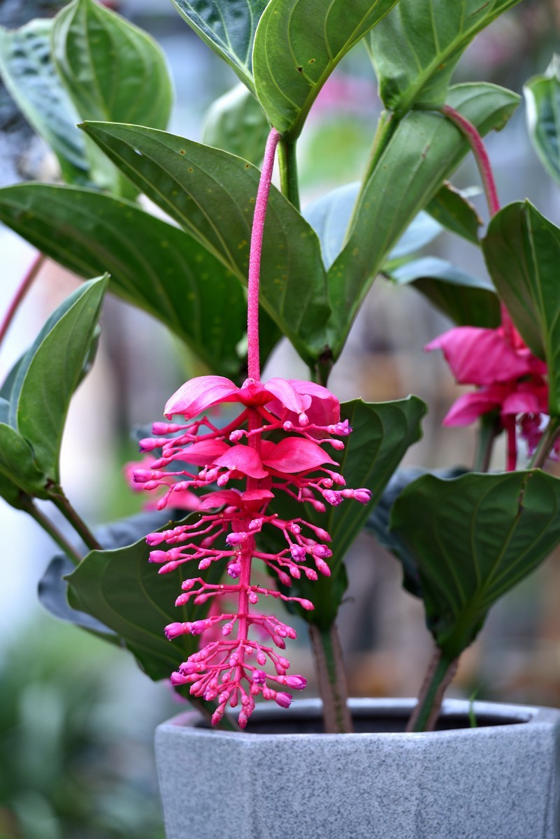 北京植物园南区温室看花   3/3