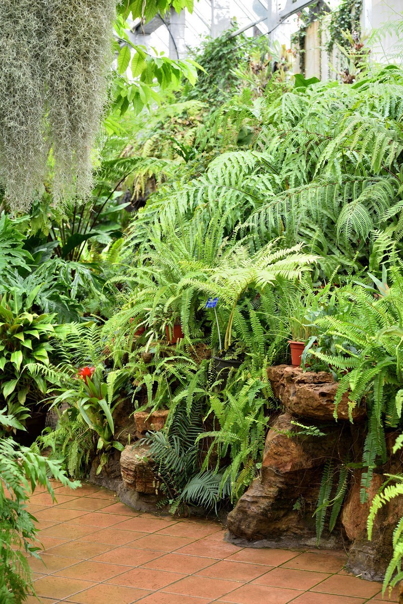 北京植物园南区温室看花   3/3