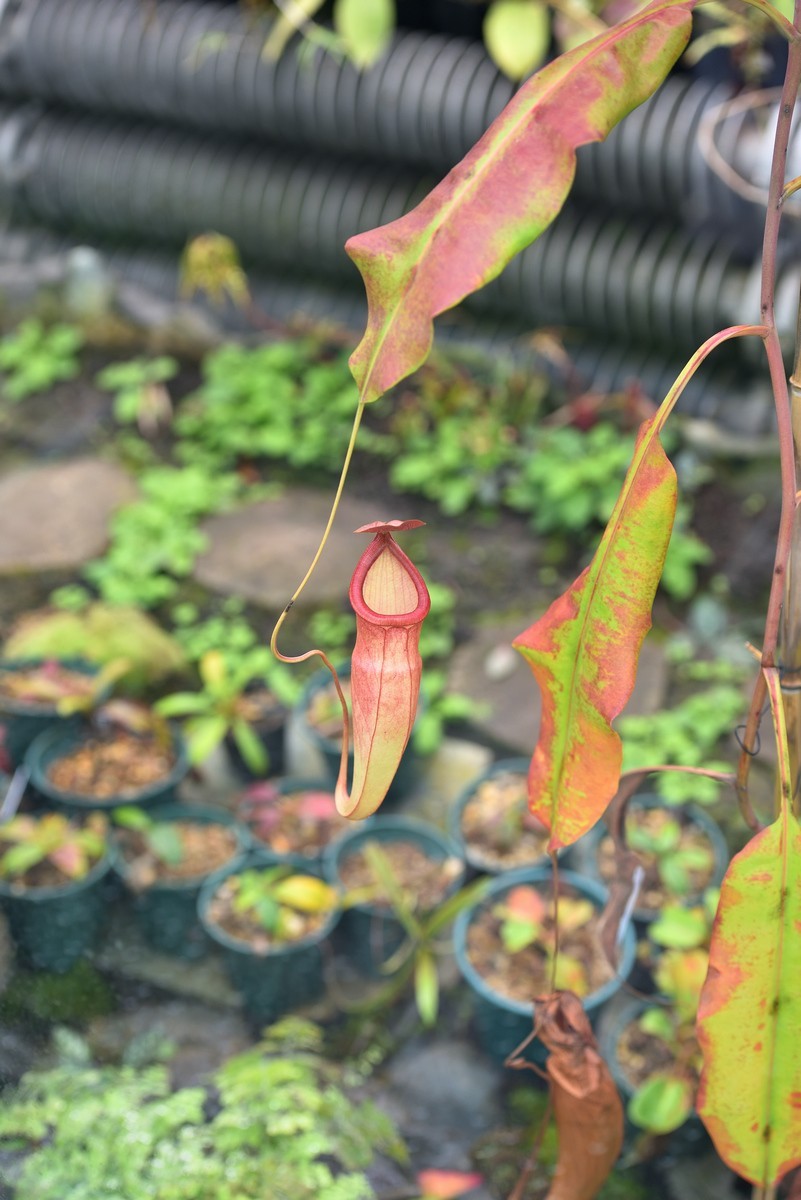 北京植物园南区温室看花   3/3