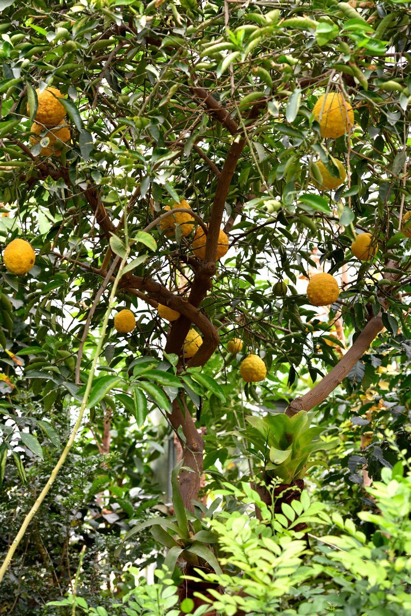 北京植物园南区温室看花   3/3