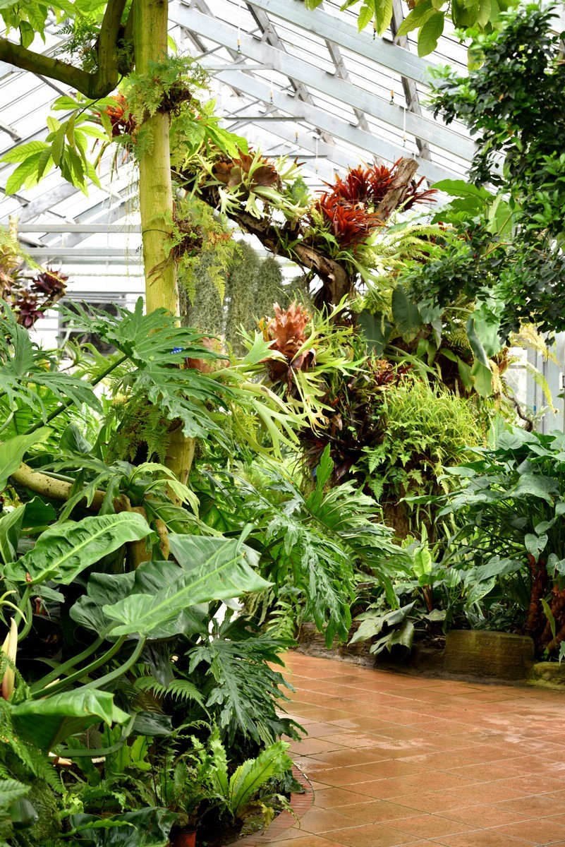 北京植物园南区温室看花   3/3