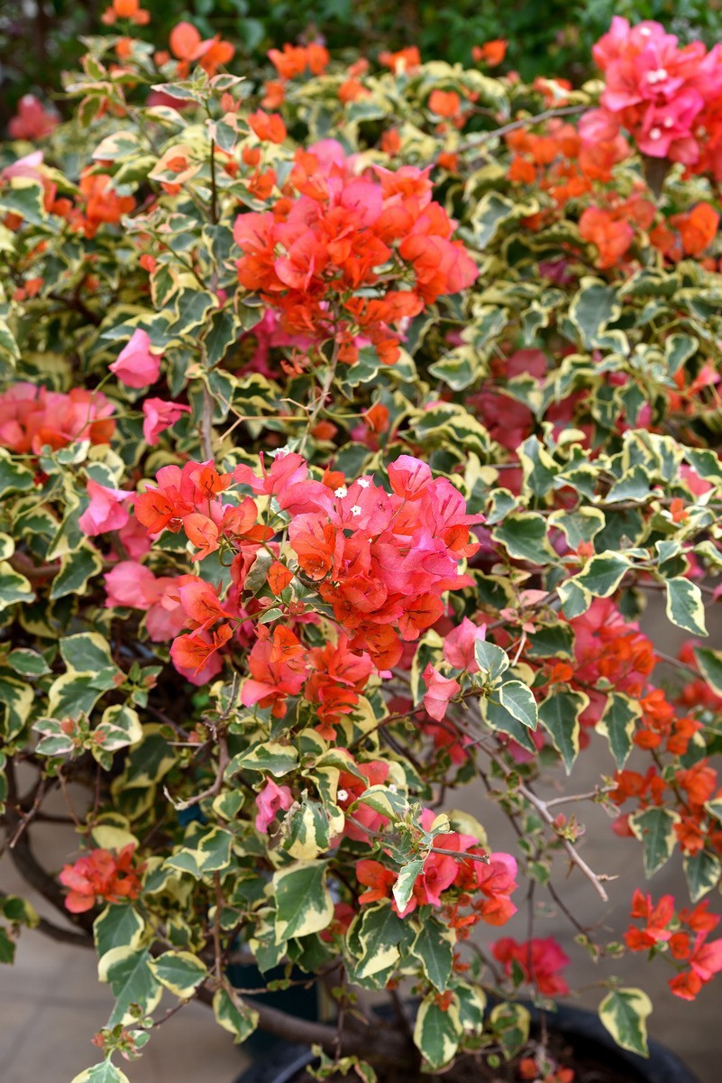 北京植物园南区温室看花   3/3