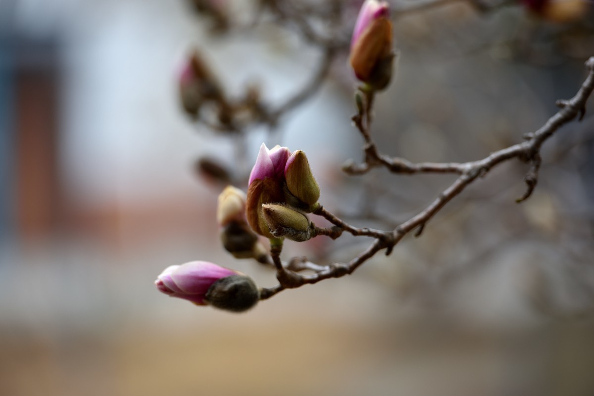 北京植物园南区温室看花   3/3