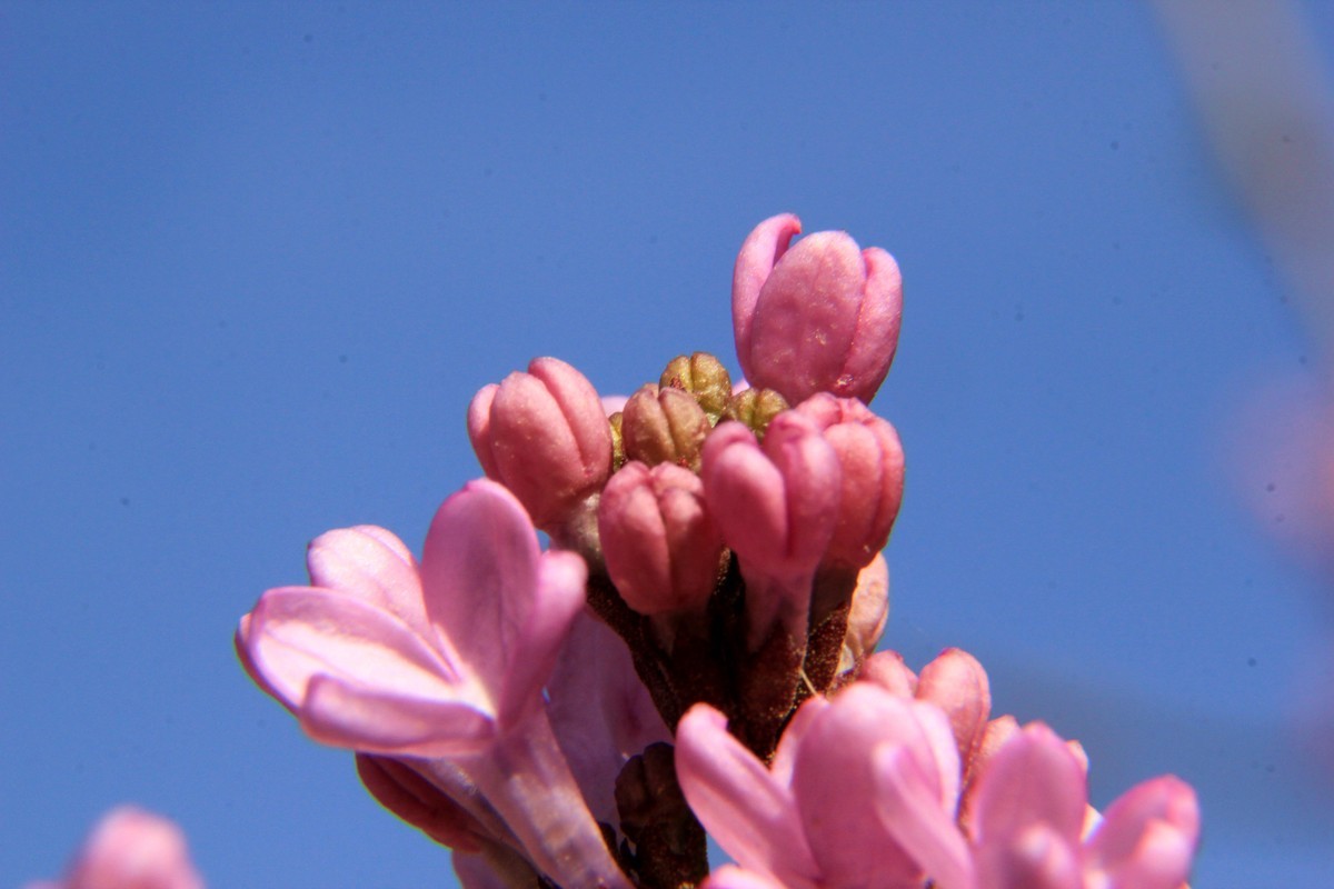 丁香花