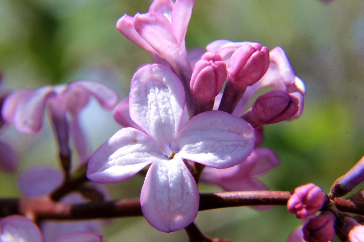 丁香花