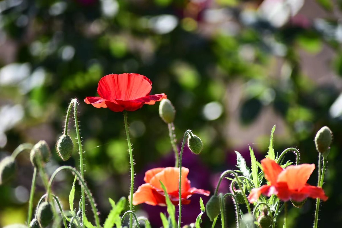 虞美人花，开得真漂亮
