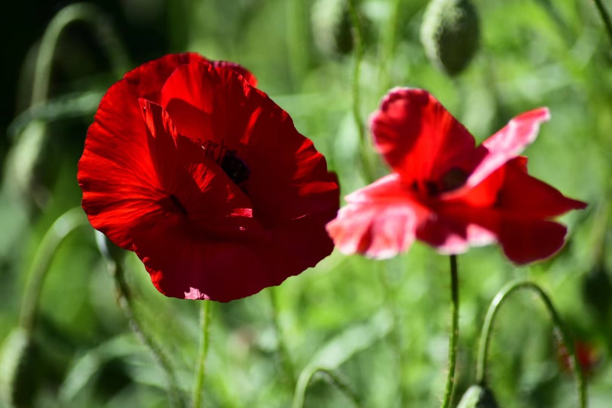 虞美人花，开得真漂亮