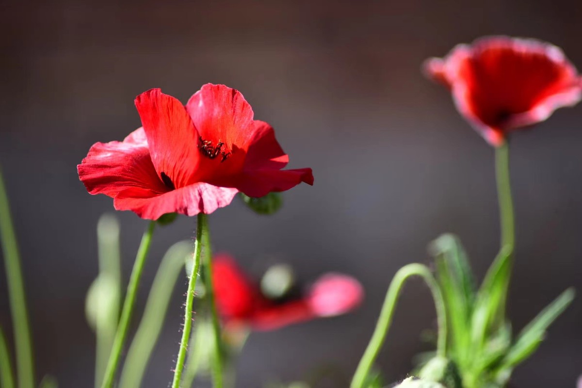 虞美人花，开得真漂亮