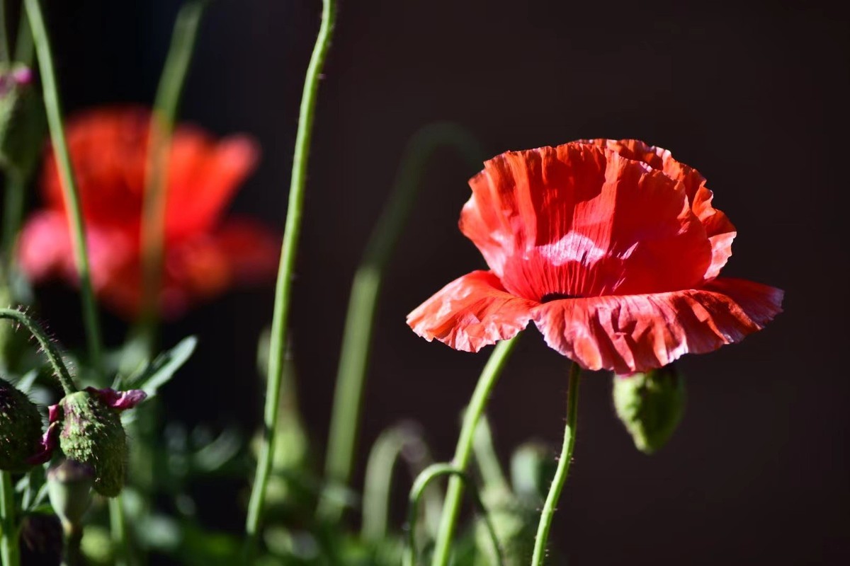 虞美人花，开得真漂亮