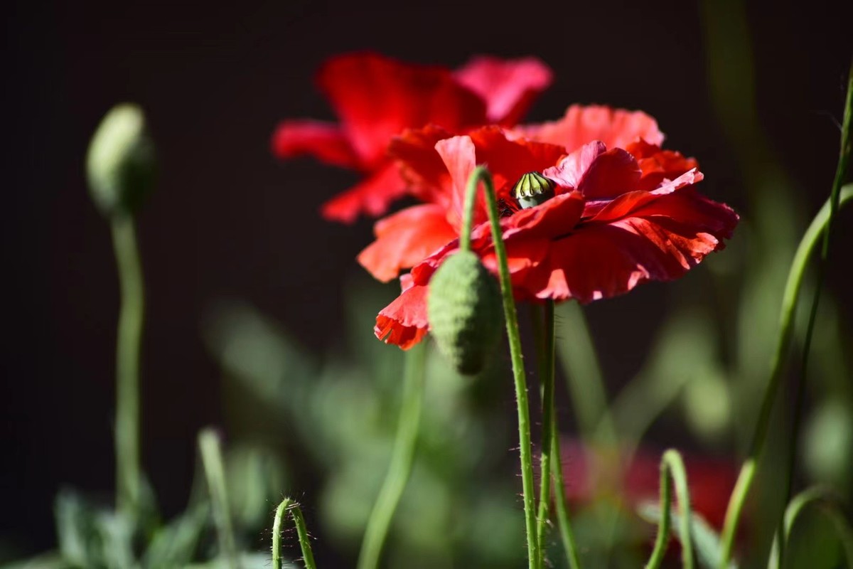 虞美人花，开得真漂亮