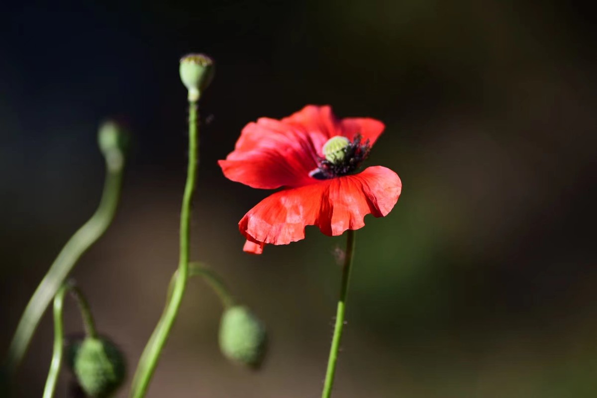 虞美人花，开得真漂亮