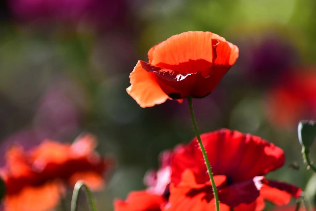 虞美人花，开得真漂亮