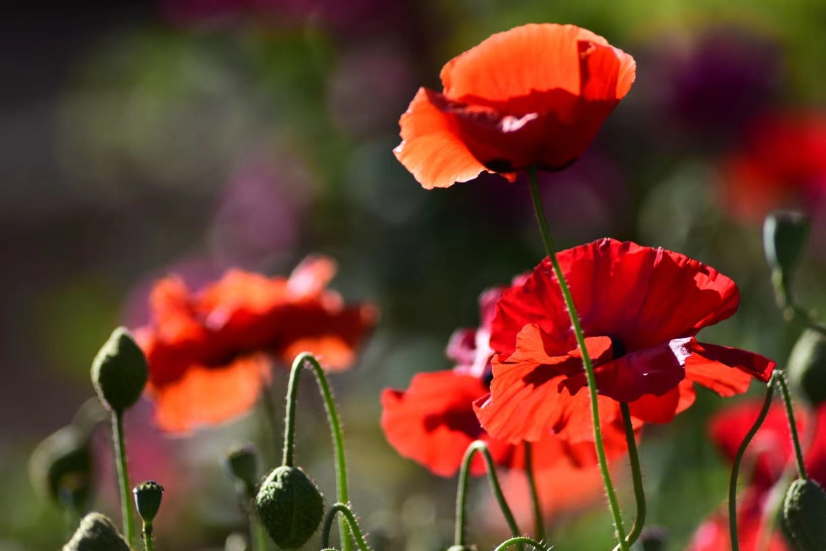 虞美人花，开得真漂亮