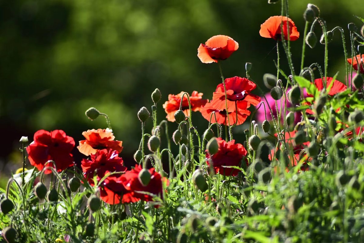 虞美人花，开得真漂亮
